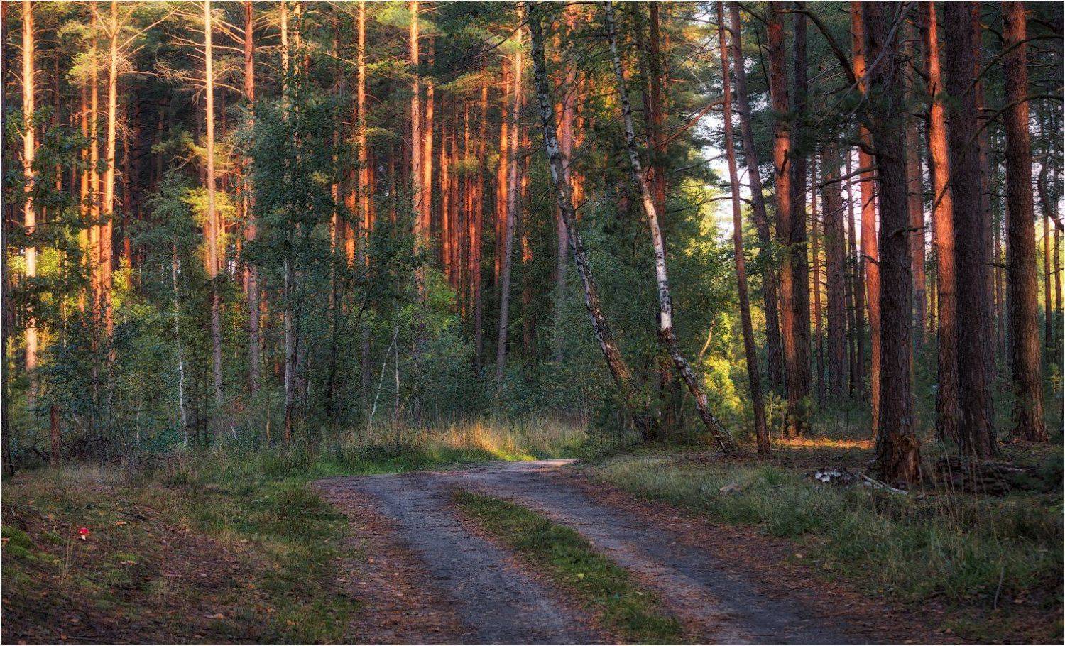утро, осень, лес,, Сергей Шабуневич
