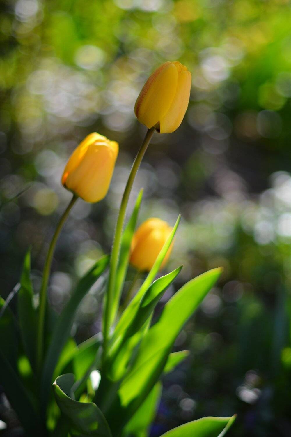 , Юрий Пужалин