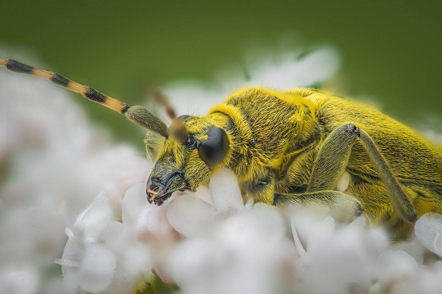 , Евгения Муравская