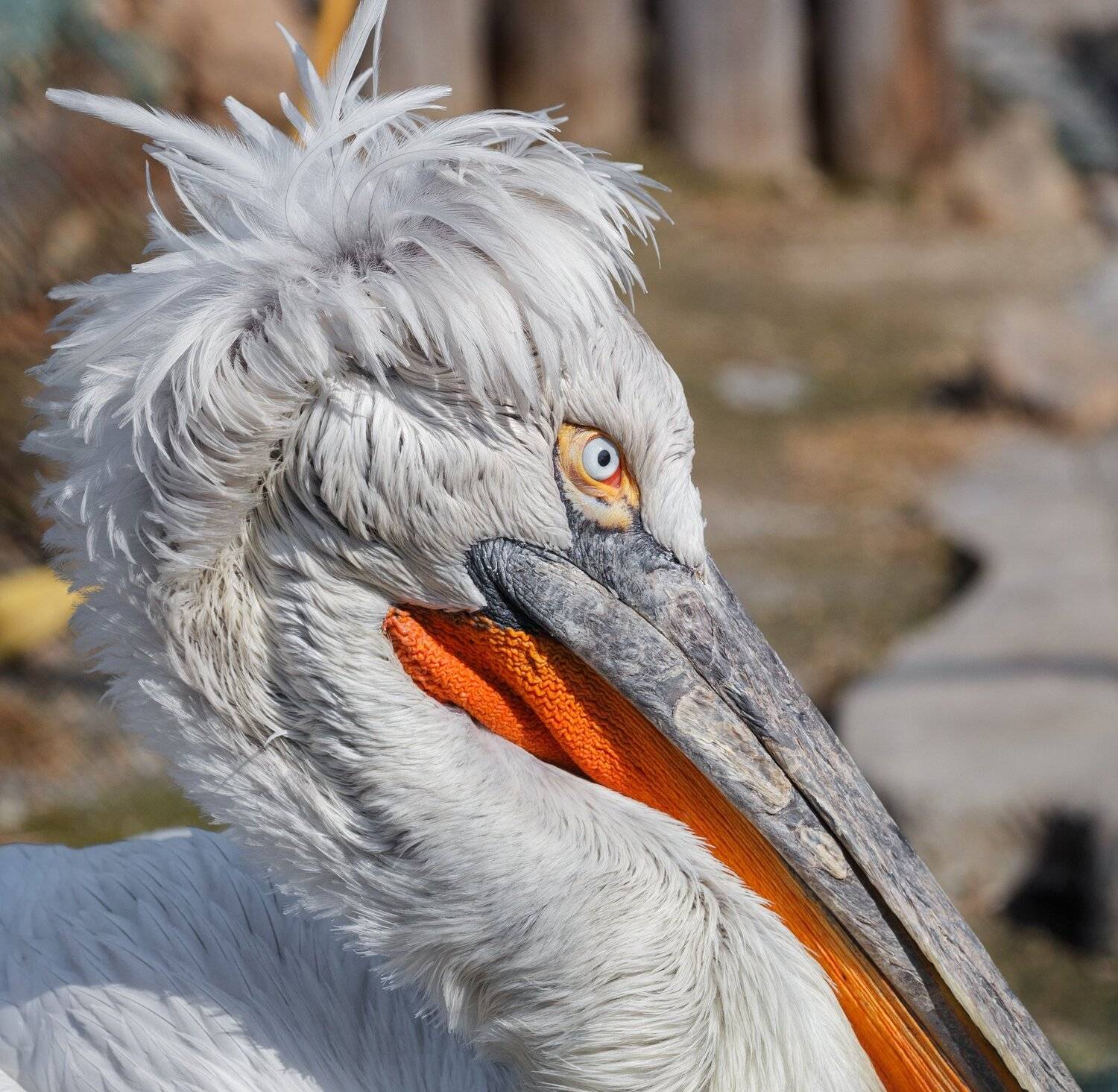 кудрявый пеликан, Олег Богданов