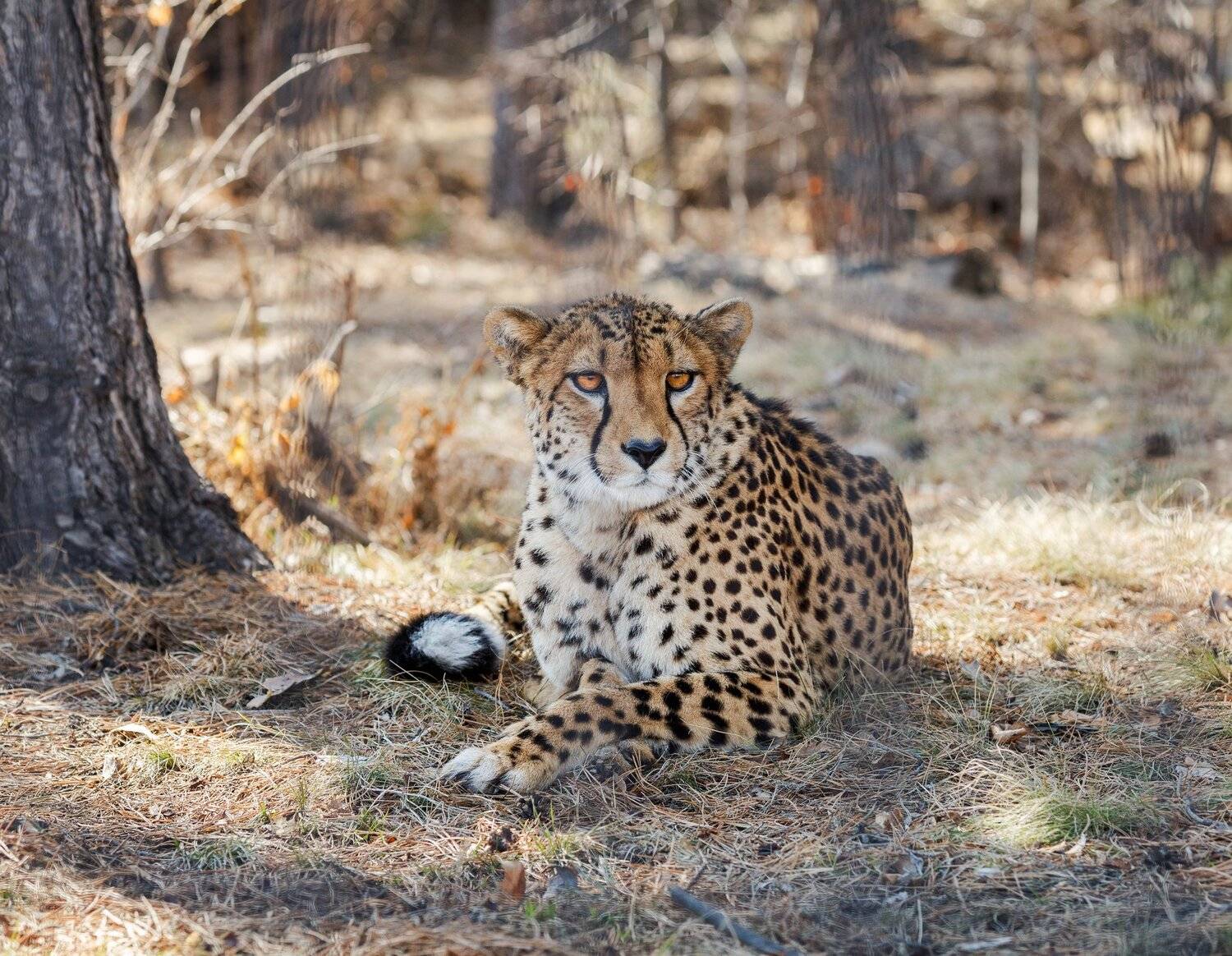 гепард, Олег Богданов