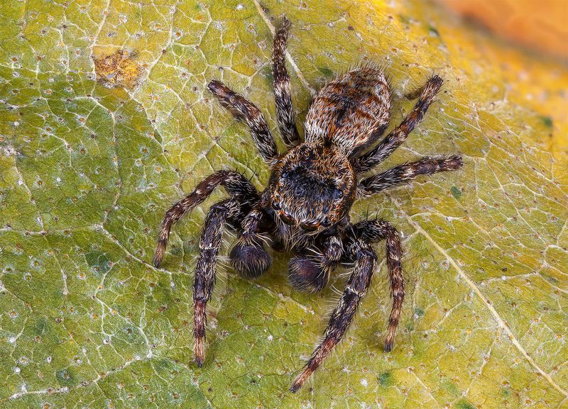 Rozciągnik mchuś (Marpissa muscosa) фото превью