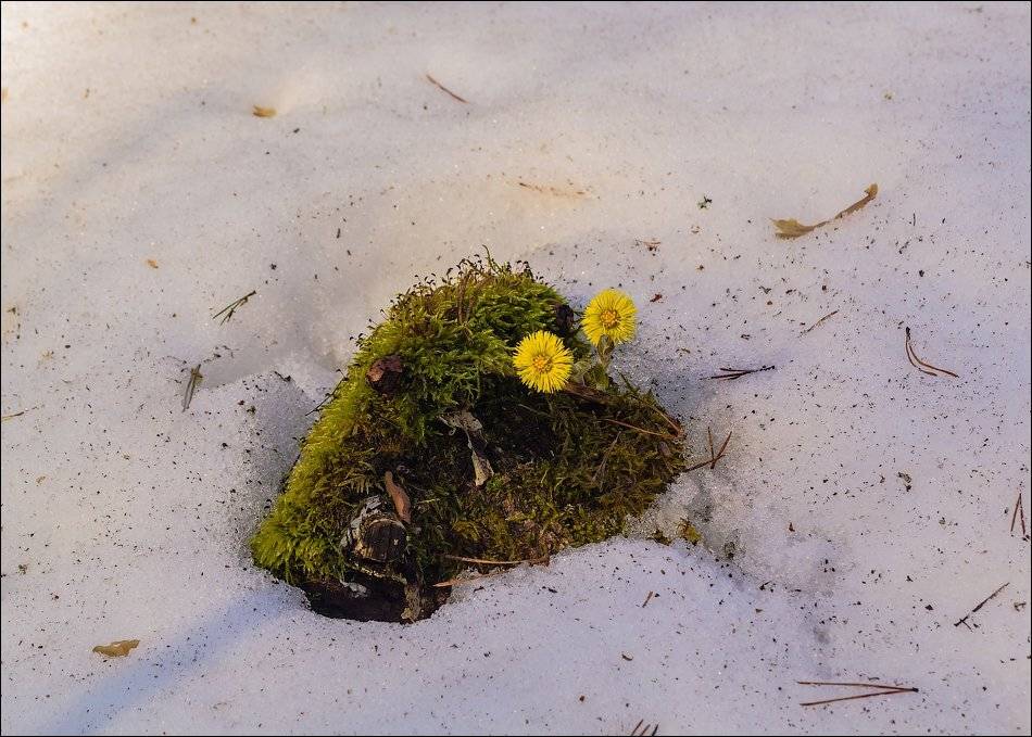 , Бурлов Андрей