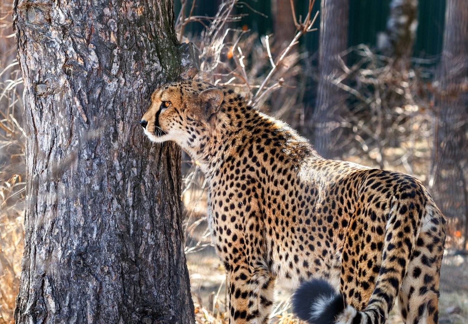 гепард, Олег Богданов