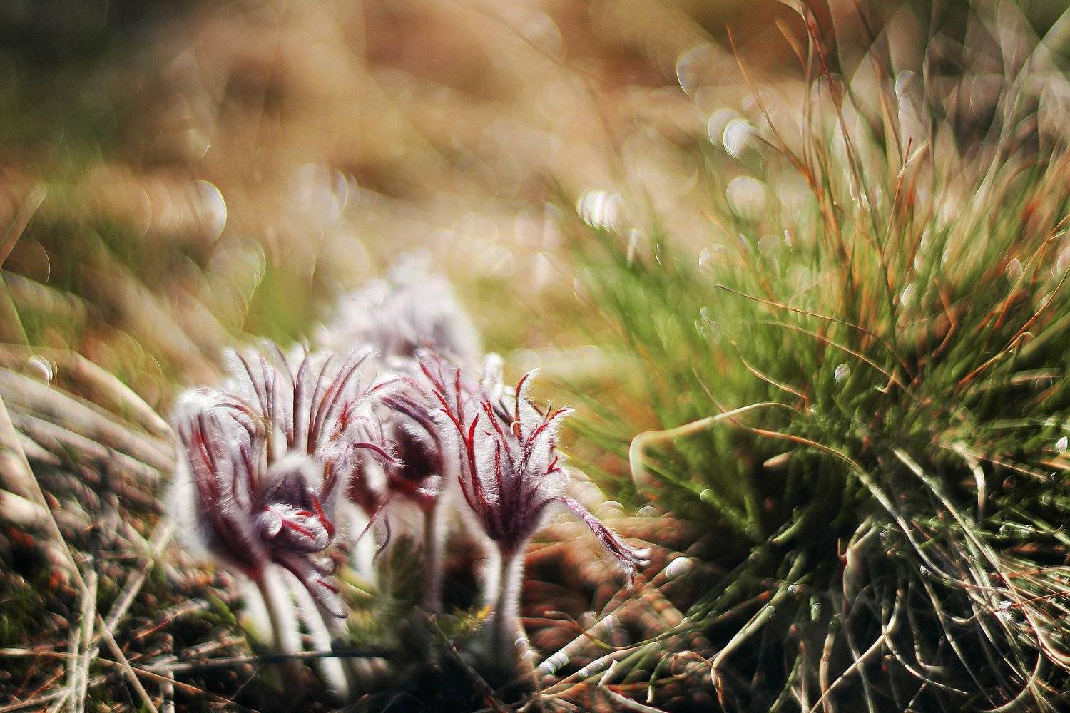 , Анастасия Колесникова