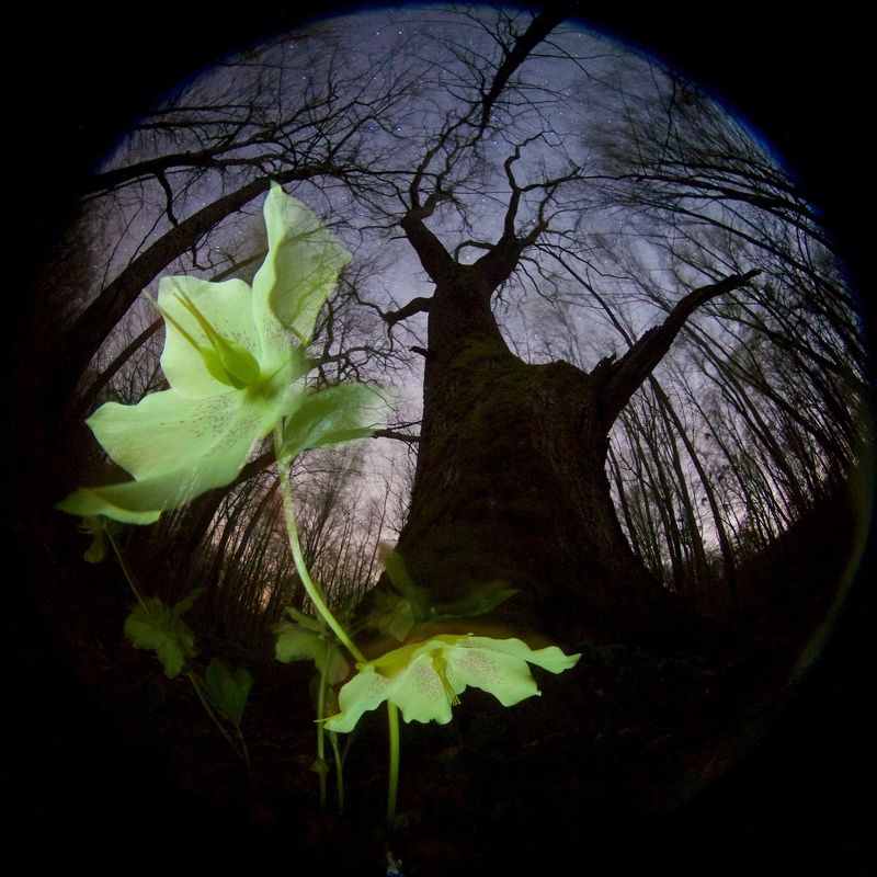 весна, ночь, кавказ, цветок, звезды, лес Там, где цветы до небес фото превью