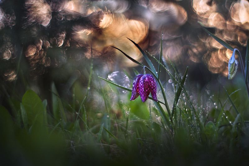 Fritillaria meleagris L. фото превью
