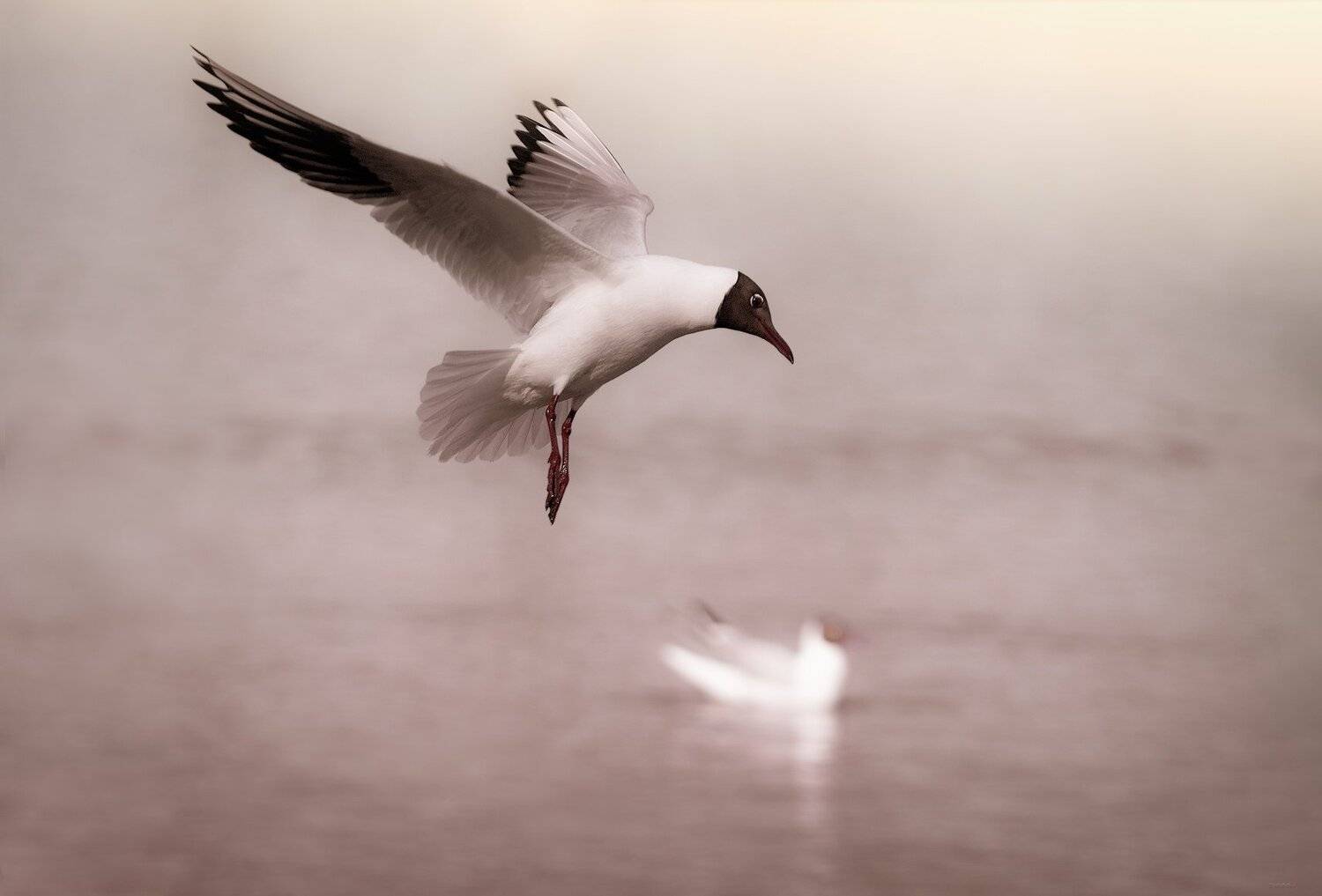 природа, лес, животные, птицы, Дмитрий Посевич