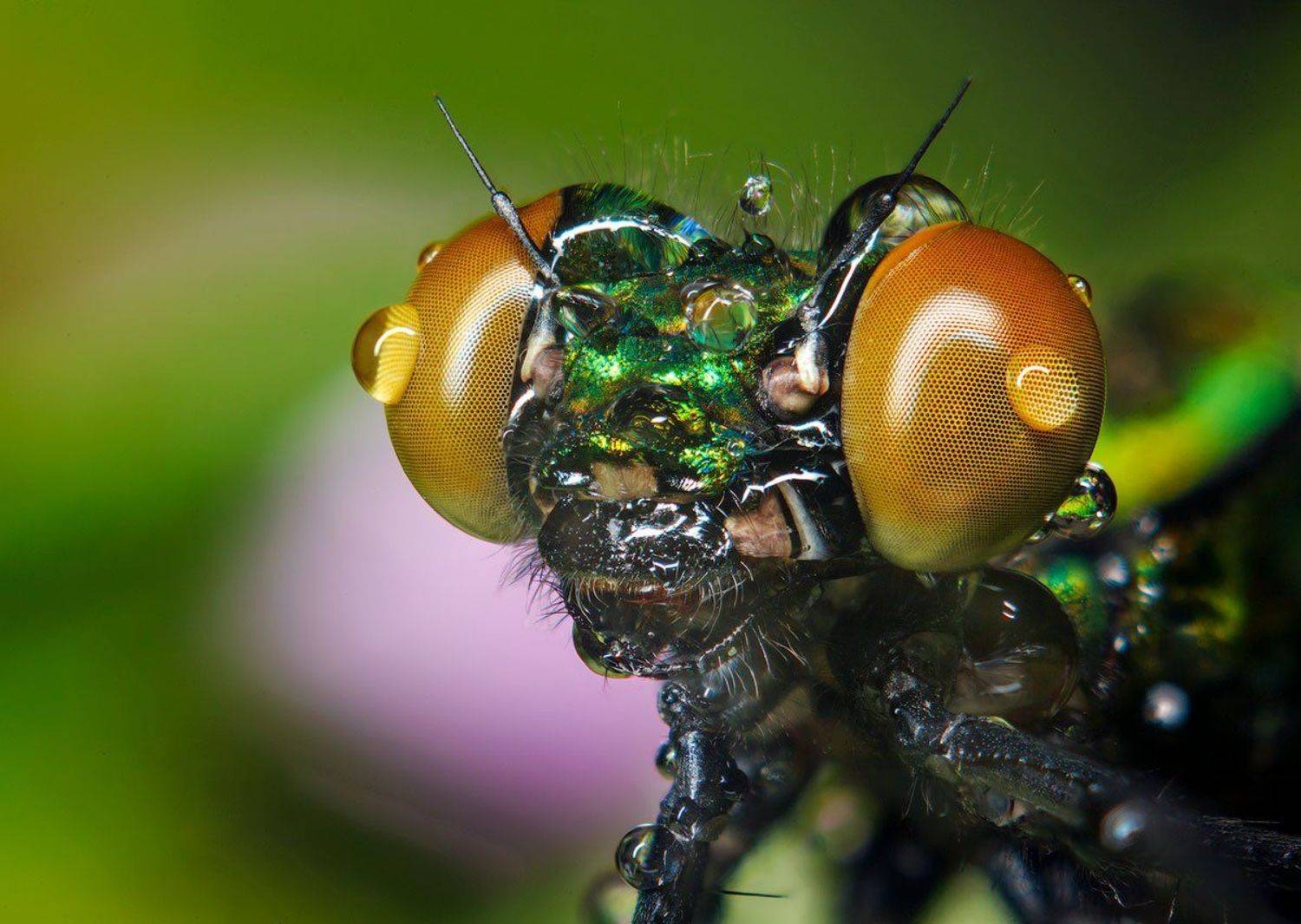 , Владимир Сковородников