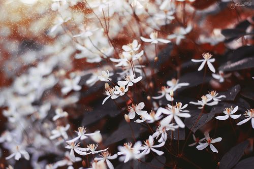 Magical Clematis