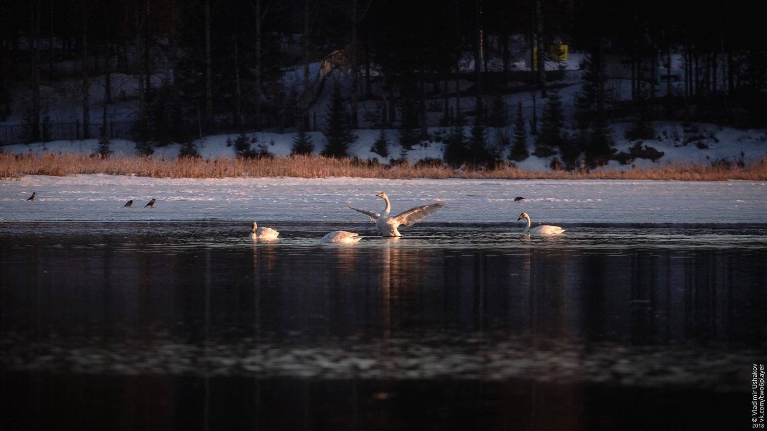 весна, пруд, лебеди, вечер, березники, пермский край, Владимир Ушаков