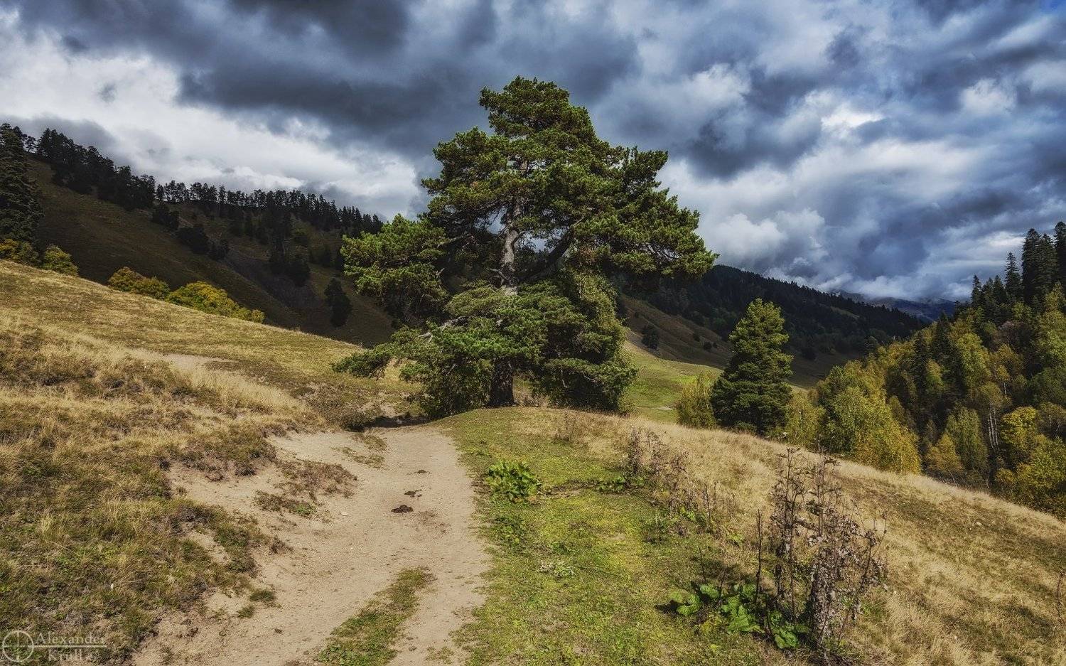 , Александр Круль