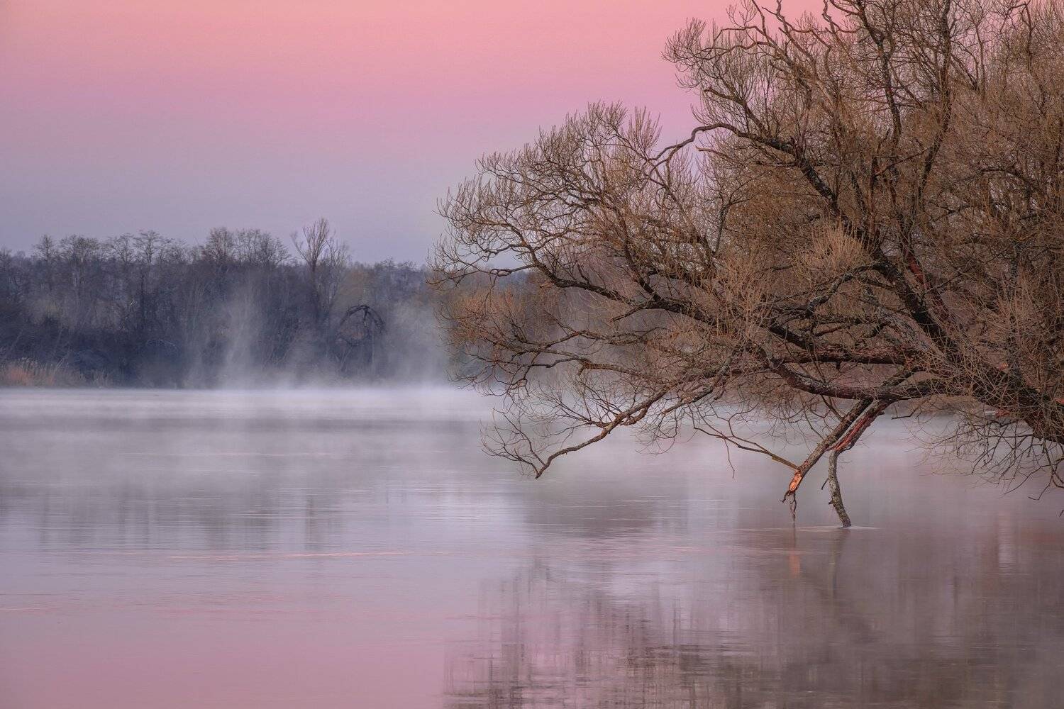 пейзаж, дубна, весна, апрель, разлив, рассвет, утро, дерево, река, туман, природа, Андрей Чиж