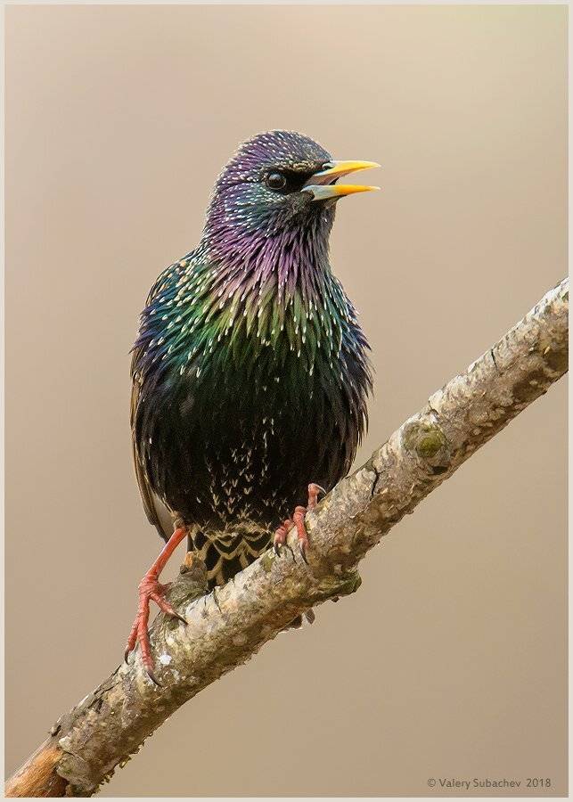 , Валерий Субачев