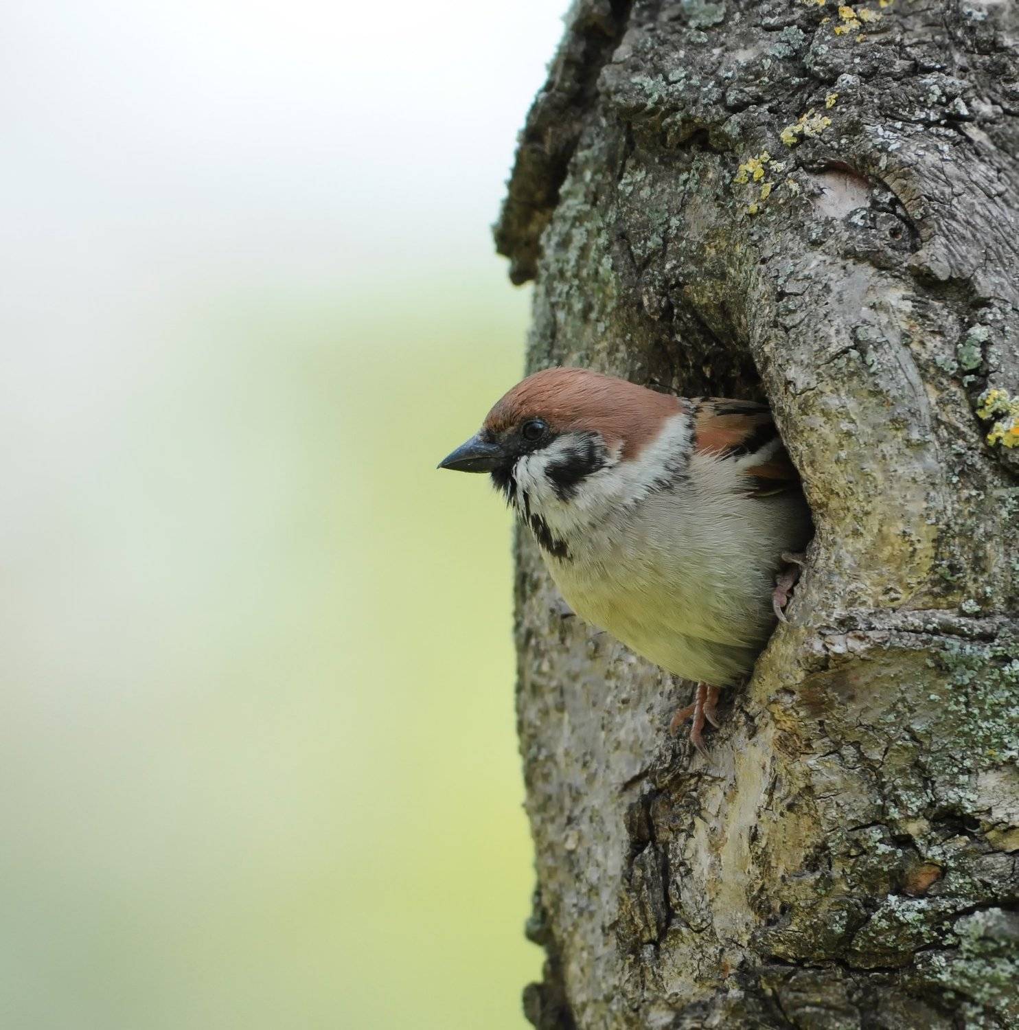 , Игорь Олейник