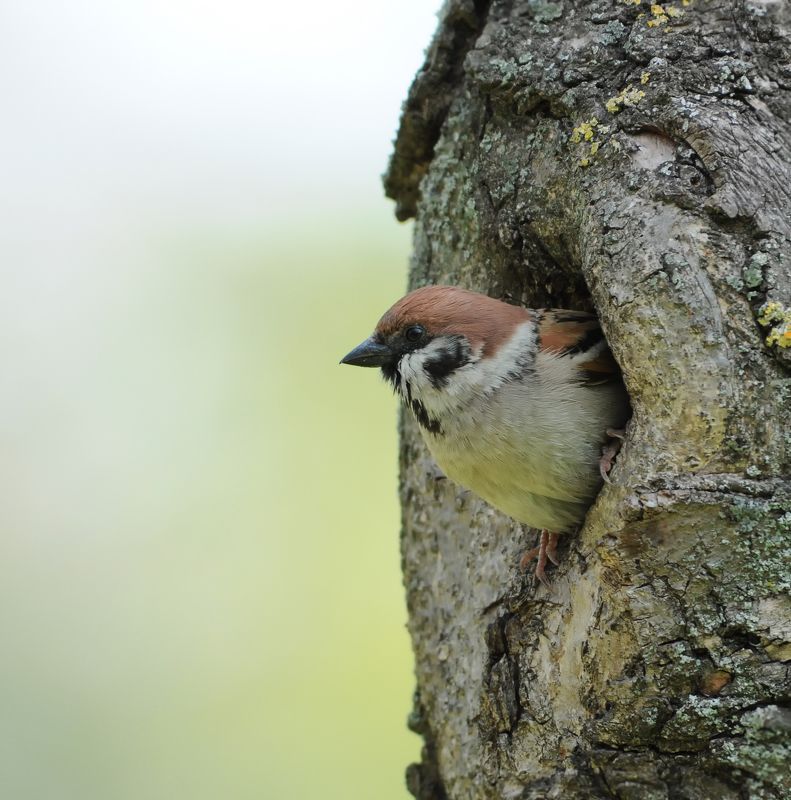 В ожидании... фото превью