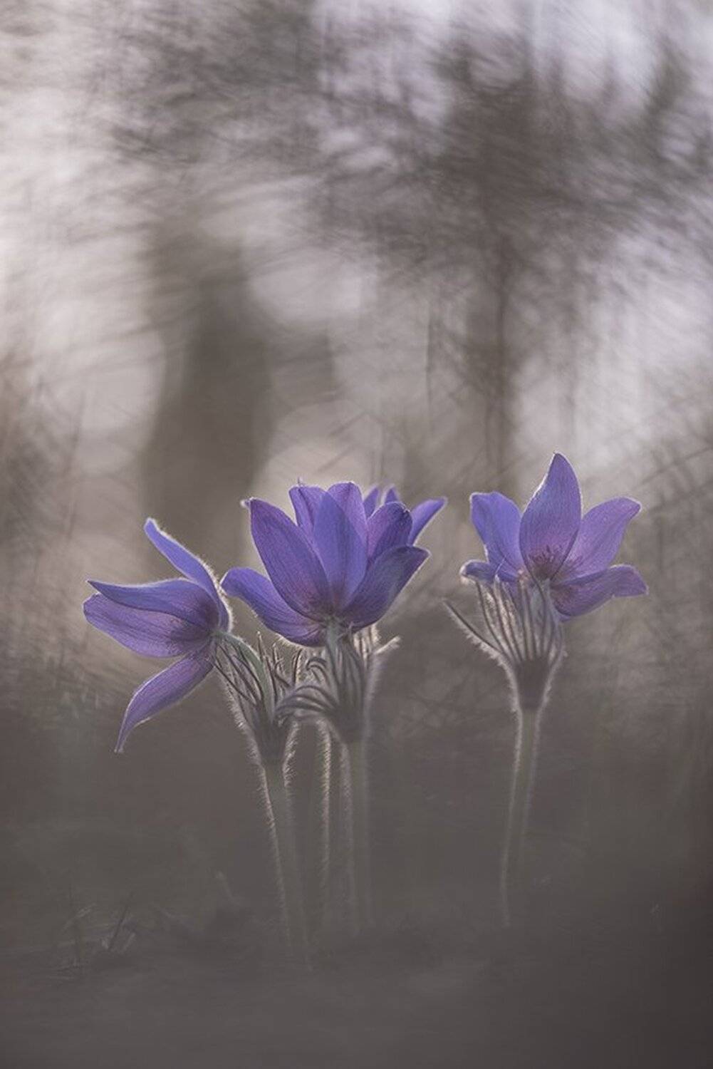 сон трава, свет, цвет, весна, апрель, маклок, воронеж, геннадий мещеряков, Геннадий Мещеряков