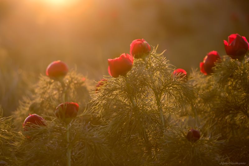 Закат... Пионы... Девушка... фото превью
