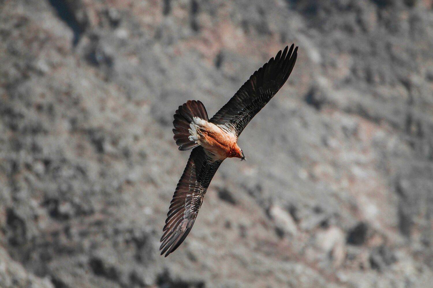 орлы,орёл,природа, Marat Magov