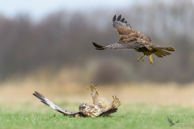 K.O. (małe potknięcie) - Myszołowy, Common Buzzard (Buteo buteo) ... 2018r фото превью
