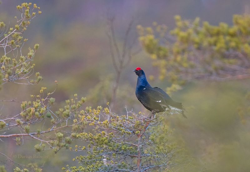 Тетерев фото превью