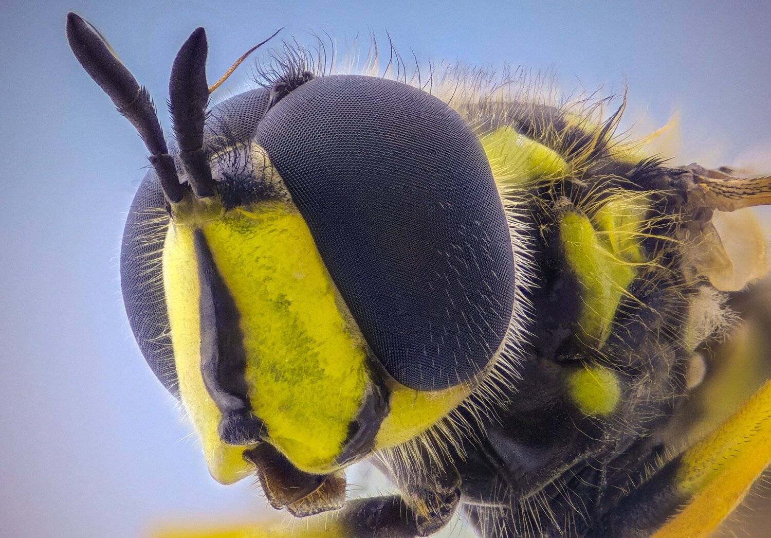 Автор: Tsvetan Ganev ceclii, macro, extrememacro, Tsvetan Ganev