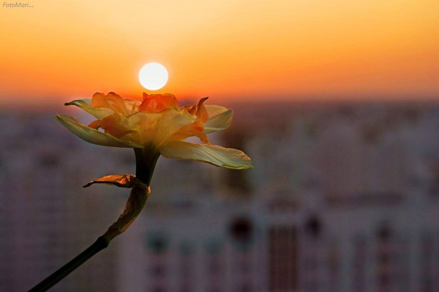 макро,весна,взгляд,нарцисс, Марина Соколова