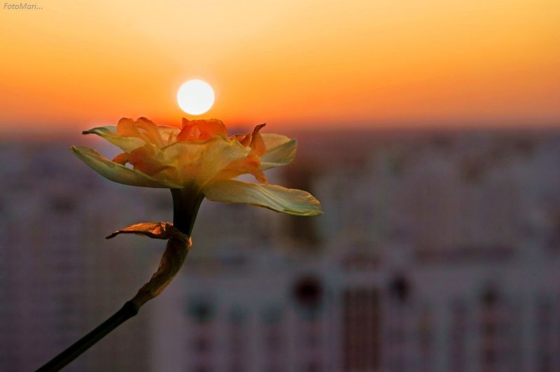 макро,весна,взгляд,нарцисс Нарцисс. фото превью