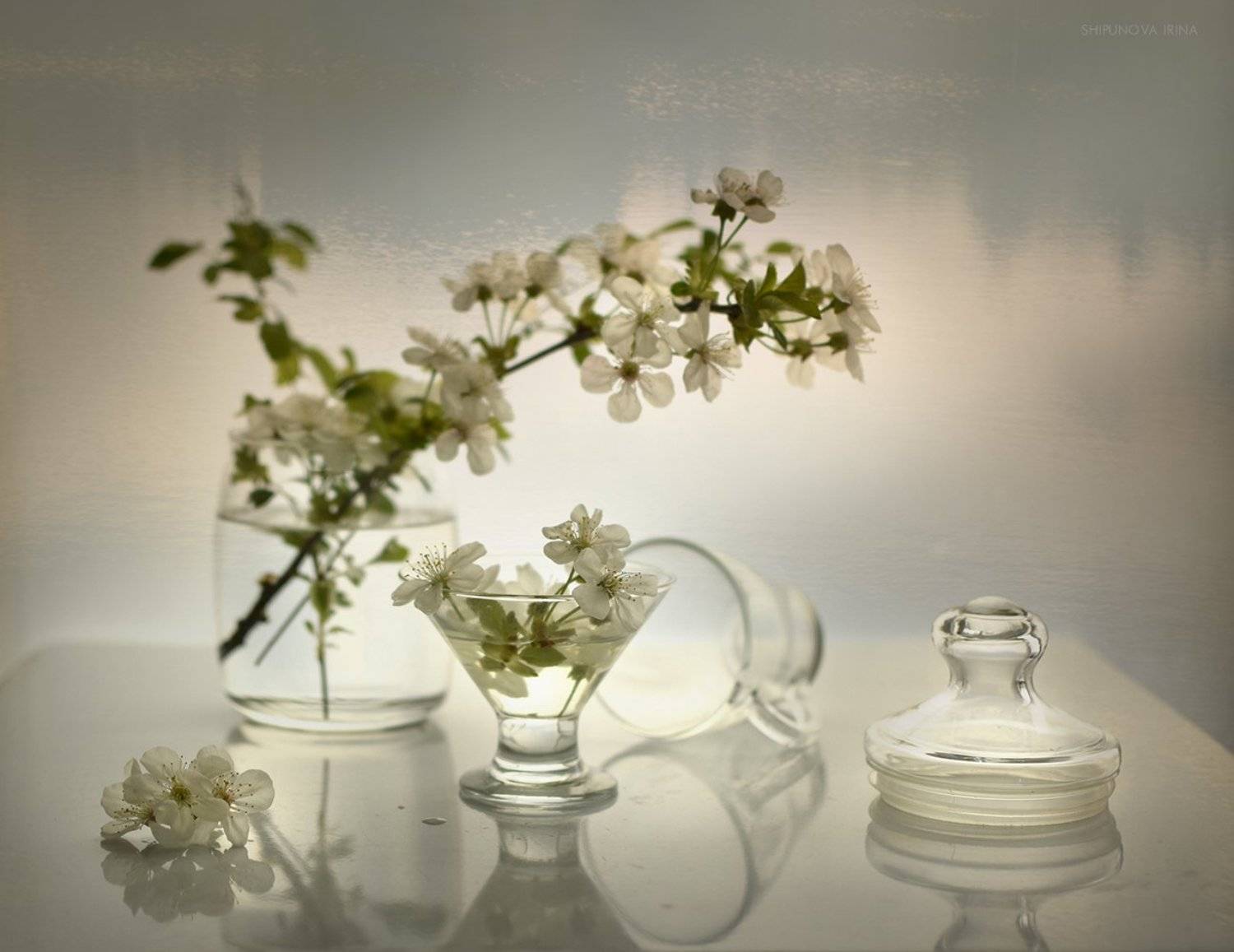 , Шипунова Ирина