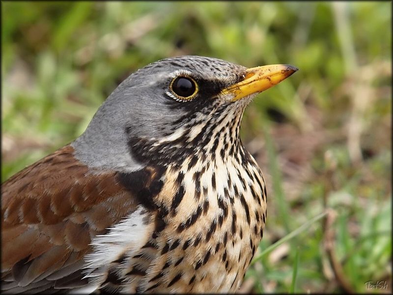 turdus pilaris, рябинник, дрозд, дрозд рябинник, птицы, птицы россии, москва, природа Рябинник весной фото превью