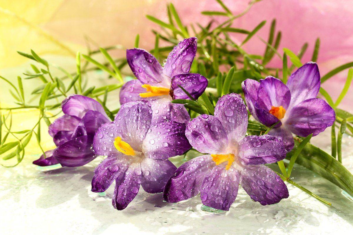 натюрморт, цветы, крокусы, капли, Шруб (Беляева) Татьяна