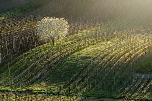 King of vineyards
