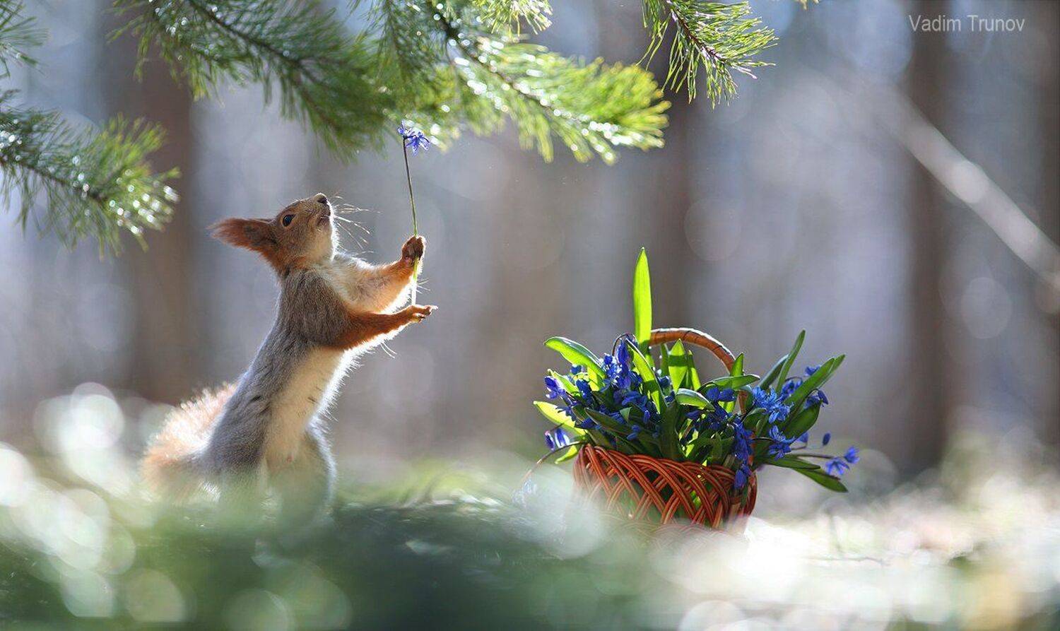 , Вадим Трунов
