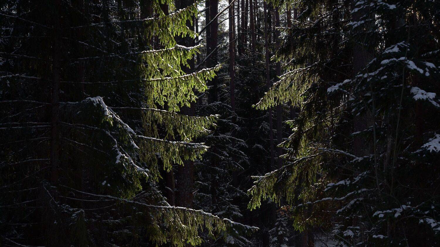 , Илья Бышнёв