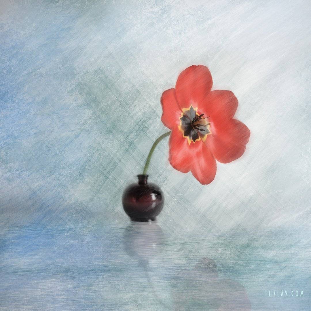 тюльпаны, апрель, тюльпан в пузырьке, Владимир Тузлай