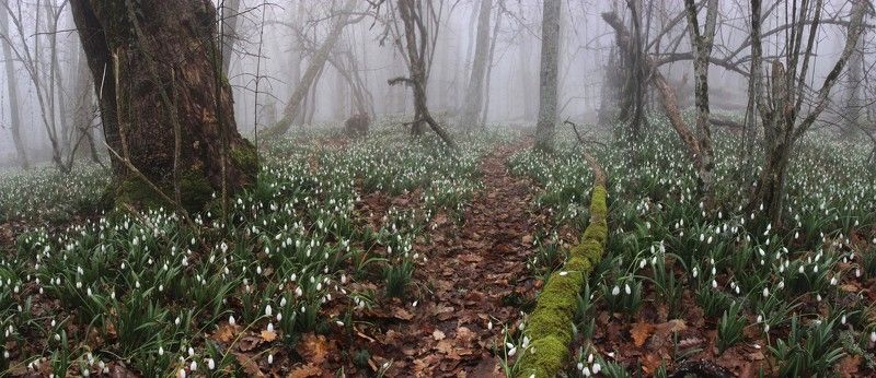 Лесная тропа фото превью