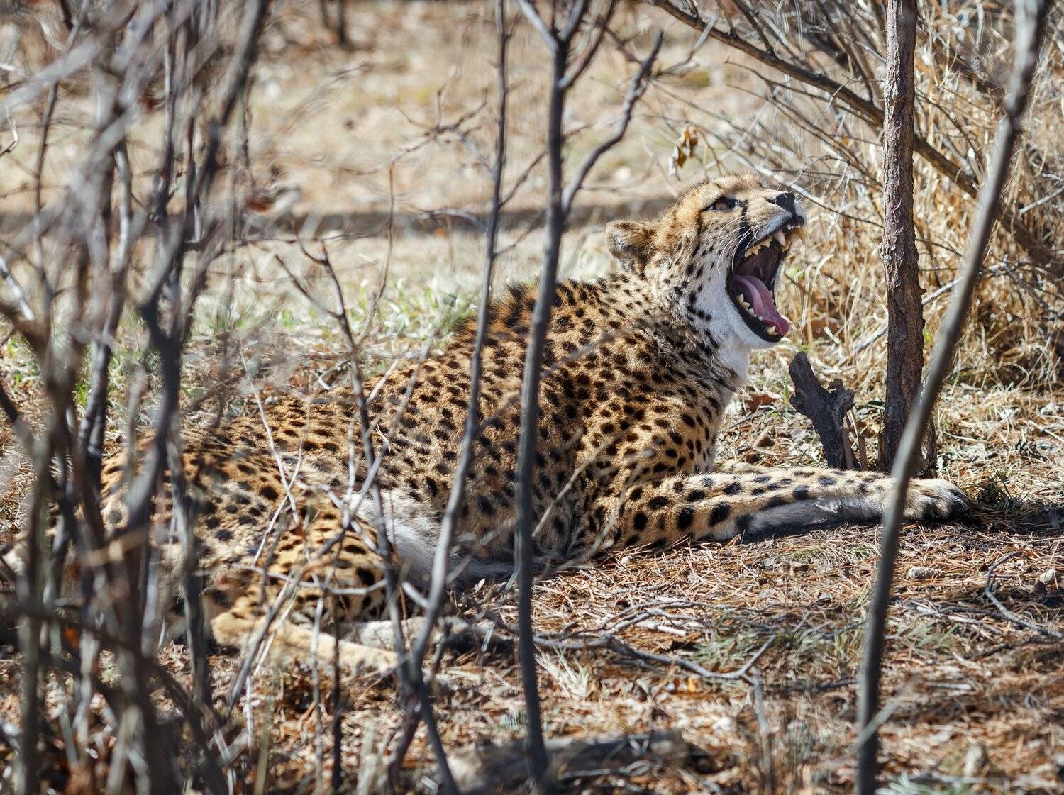гепард, Олег Богданов