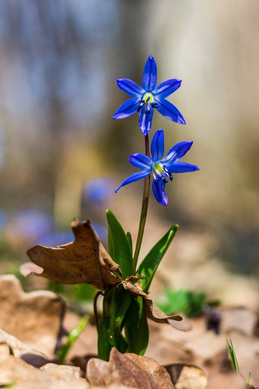 , Руслан Востриков