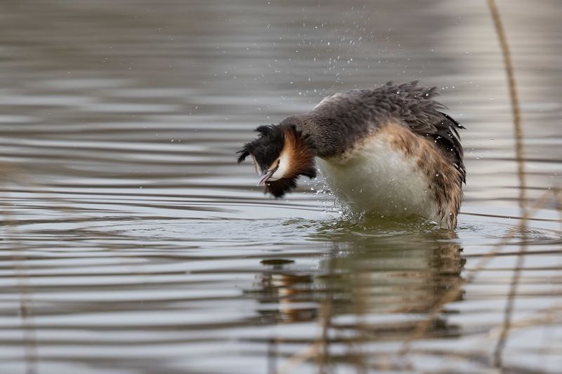 Чомги. Страсти-мордасти фото превью