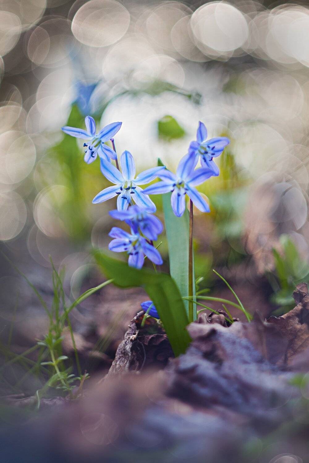 цветы,солнце,лучи,листья,трава,желтый,голубой, Юрий Котов