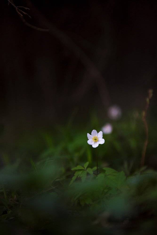 , Михаил Кушнер