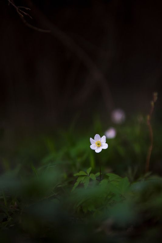 Ветреница фото превью