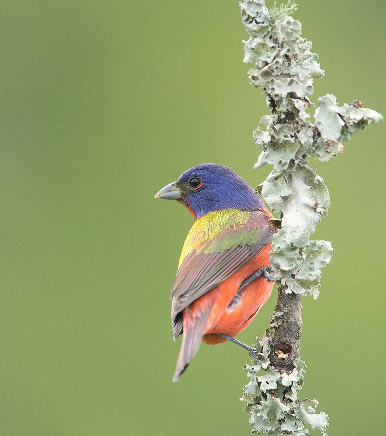 расписной овсянковый кардинал, painted bunting, кардинал, Elizabeth Etkind