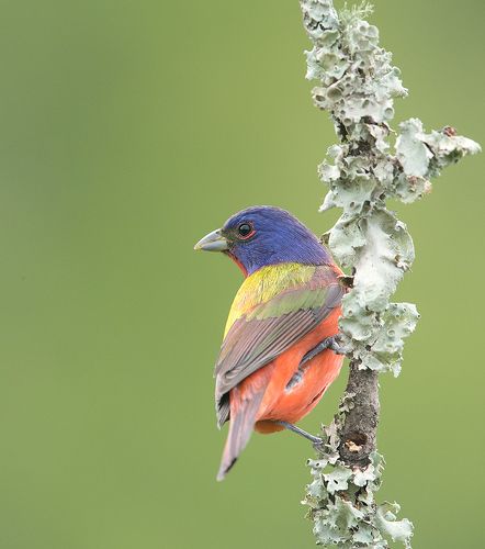 Расписной овсянковый кардинал (самец) - Painted bunting male