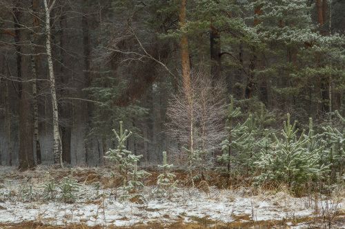 Припорошило