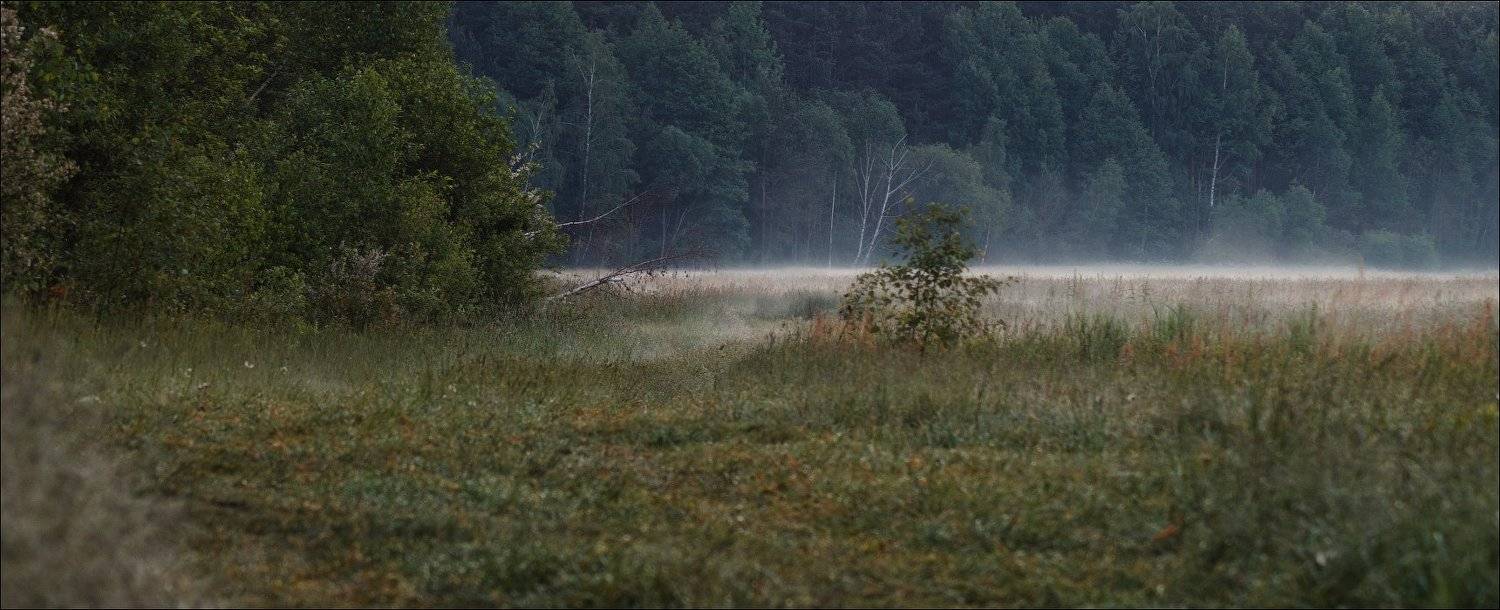 утро, лес, дымка,, Сергей Шабуневич