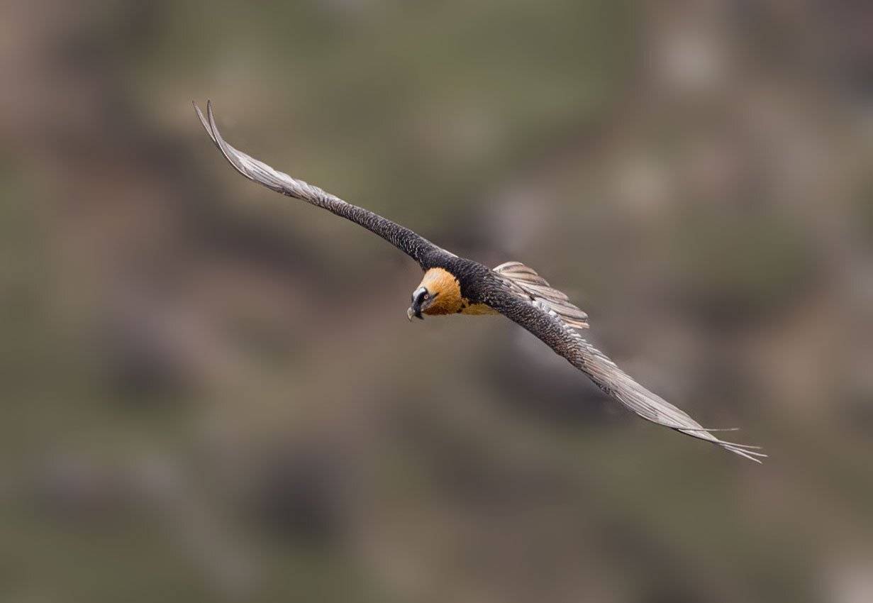 бородач, Хасан Журтов