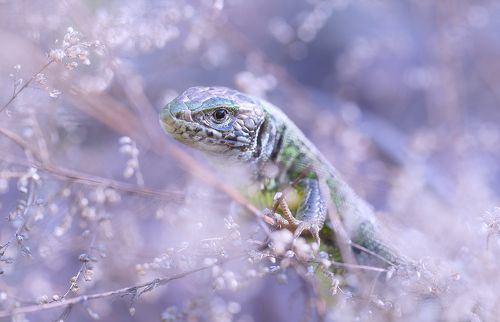 Lizard