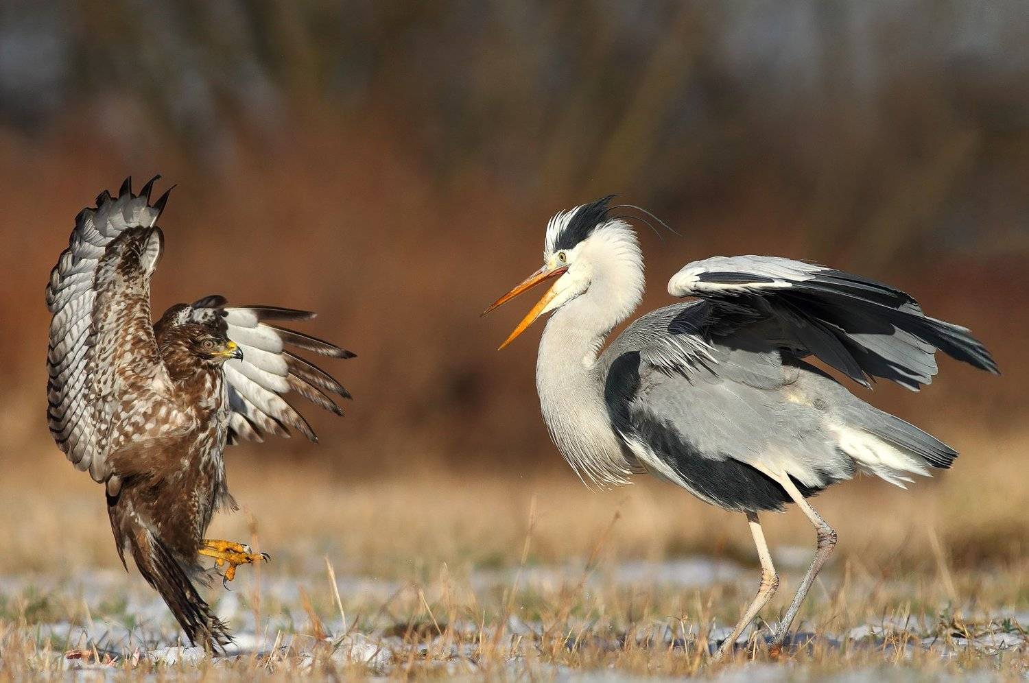 buzzard, hawk, heron, wildlife, birds, poland, Adam Fichna