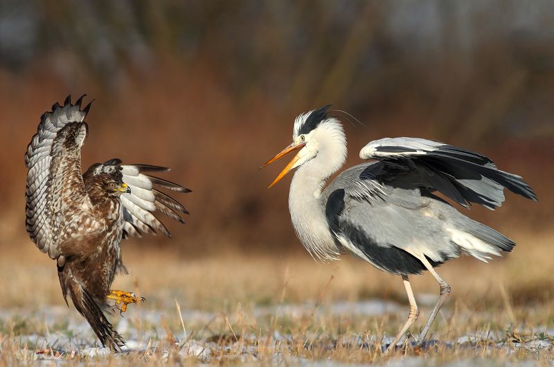 buzzard, hawk, heron, wildlife, birds, poland Claws VS Beak фото превью